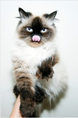 ملكة الجليد